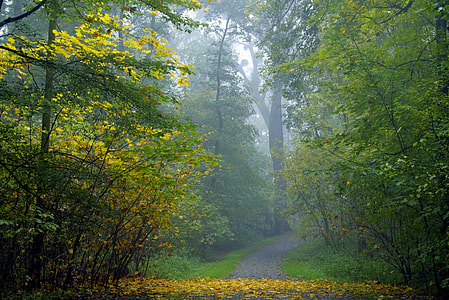 road surrounded by trees thumbnail