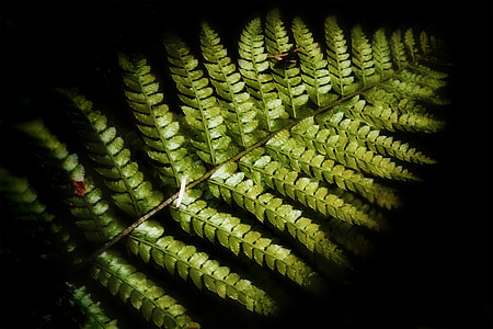 green leafed plant thumbnail