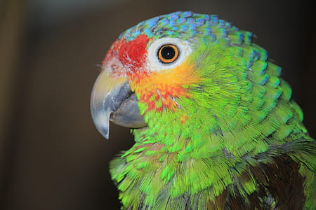 green and blue bird thumbnail
