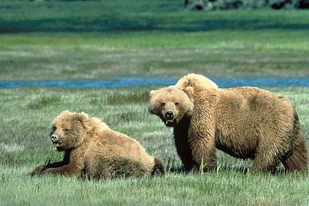 Grizzly Bears in Glacier National Park, Montana thumbnail