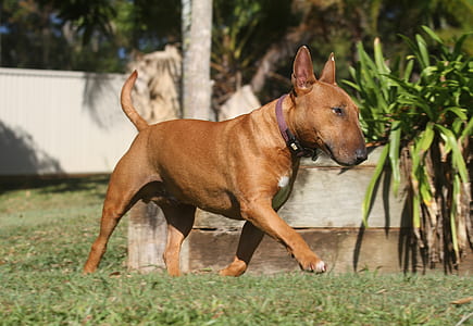 adult brown bull terrier thumbnail