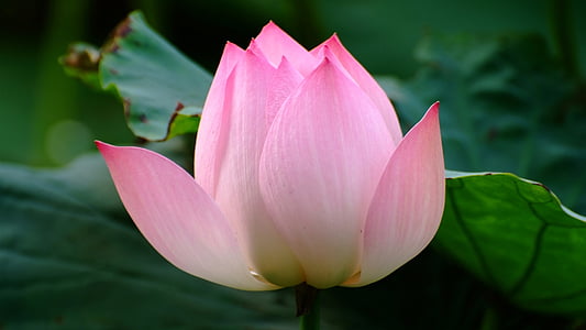 pink lotus flower thumbnail
