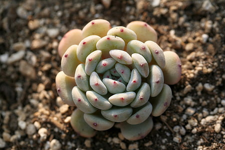 green succulent plant thumbnail