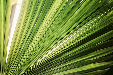 green fan palm plant thumbnail