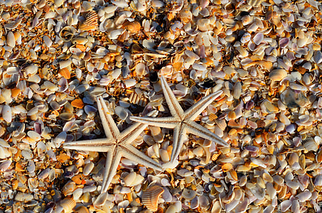 two white Starfishes on seashells thumbnail