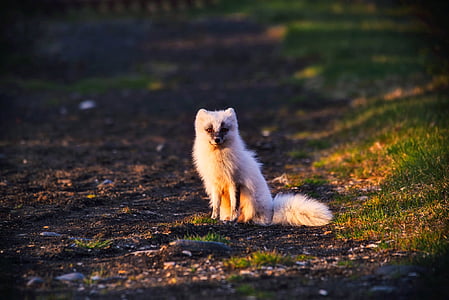 white 4-legged animal on ground thumbnail