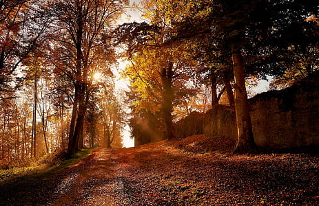 autumn season during daytime thumbnail