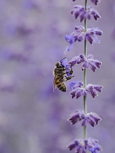 bee on top of flower thumbnail