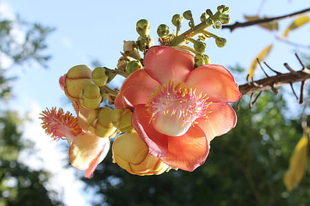 closeup photo of pink petaled flower thumbnail