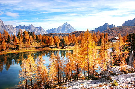 river between brown leaf trees thumbnail