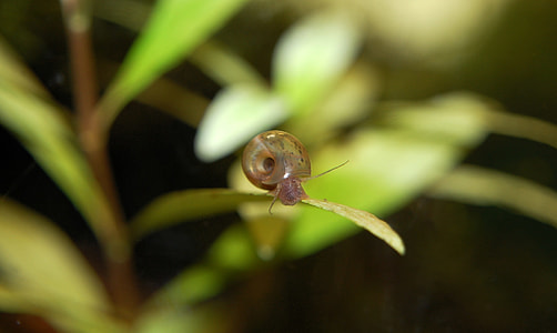 Planorbarius Corneus, Aquarium thumbnail