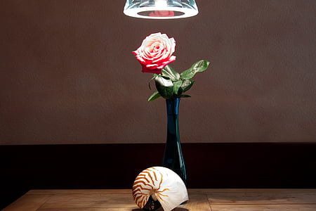 close up photo of gray and brown nautilus shell in front red rose centerpiece thumbnail