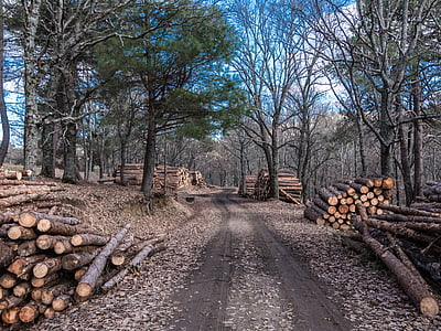 gray and brown tree logs thumbnail