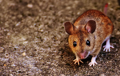 shallow focus photography of brown rat thumbnail
