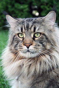 long-fur black and gray cat in closeup photography thumbnail