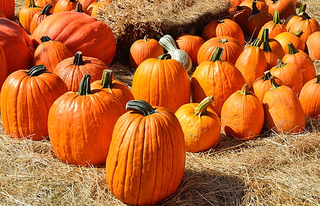 bunch of pumpkins thumbnail