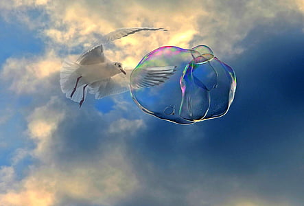 white gull flying near bubble thumbnail