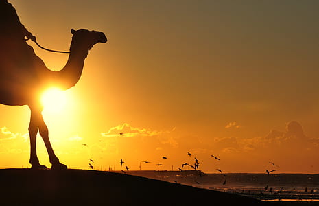 Silhouette Photography Of Man Riding Camel Overseeing Orange Sunset And Flock Of Birds thumbnail