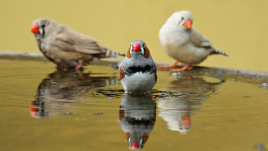three brown birds photography thumbnail