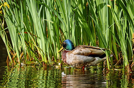 brown and blue duck beside grass thumbnail