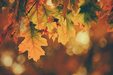focus photography of green and brown leaves thumbnail
