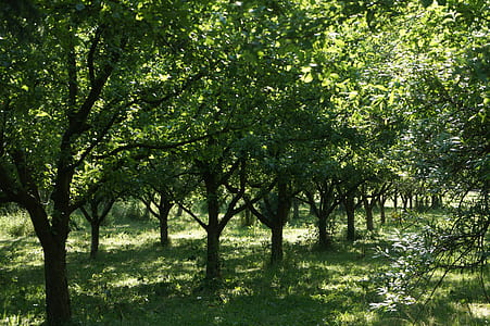 green tree thumbnail