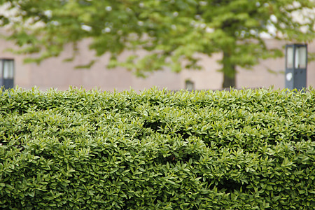 green plants thumbnail