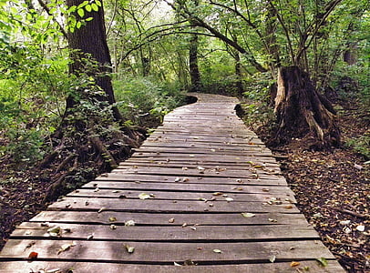 brown bridgeway in the middle of the forest thumbnail