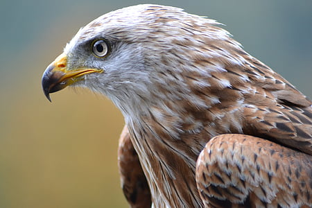 selective focus photography of brown and white eagle thumbnail