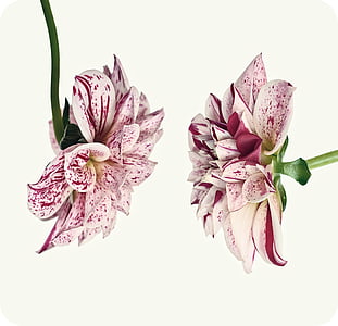two pink-and-white flowers thumbnail