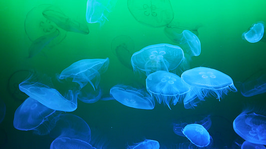 jellyfish digital wallpaper thumbnail