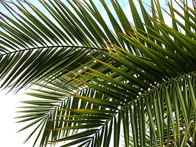 coconut tree leaves thumbnail