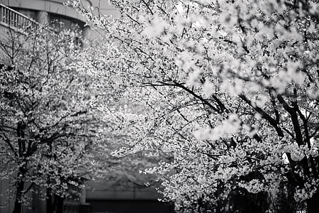 gray scale photography of trees thumbnail