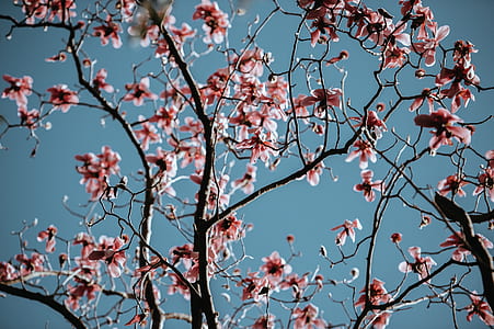 pink cherry blossom tree thumbnail