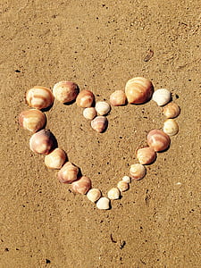 assorted brown sea shell lot thumbnail