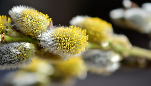 shallow depth of field yellow and white flowers thumbnail