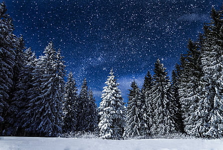pine trees covered with snow during day thumbnail