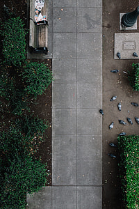 bird's eyeview photo of pigeons on park thumbnail