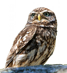 gray owl photography thumbnail