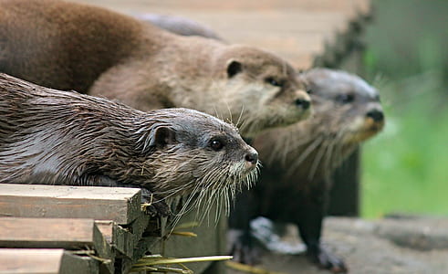 group of beavers thumbnail