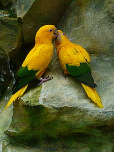 two yellow-and-green parrots on gray surface thumbnail