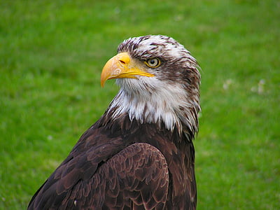selective focus photography of bald eagle thumbnail