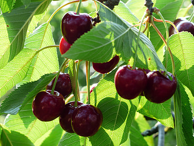 maroon fruit thumbnail