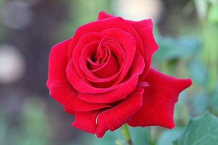 selective focus photography of red rose flower thumbnail