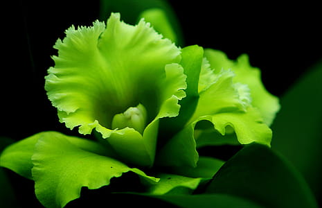Green Leaf Plant thumbnail
