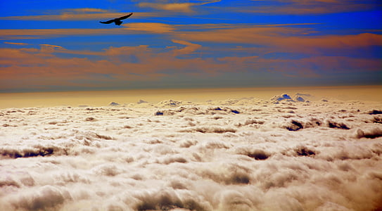 bird during sunset thumbnail