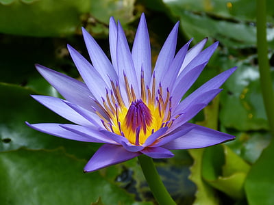 purple and yellow petaled floral photo thumbnail
