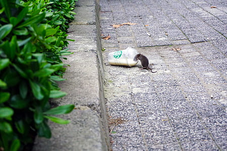 black rat on disposable cup thumbnail