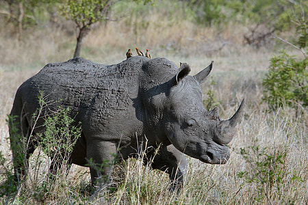 black rhinoceros thumbnail