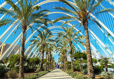 concrete road in middle of coconut trees thumbnail